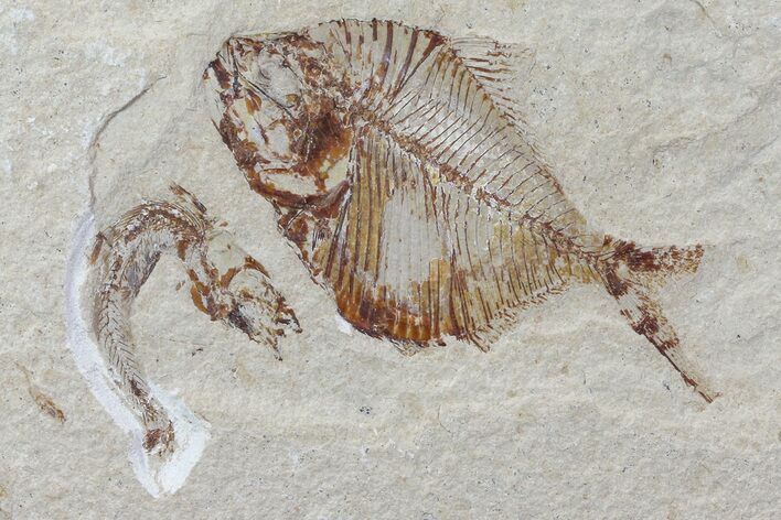 Fossil Fish (Diplomystus) - Hakel, Lebanon #70439